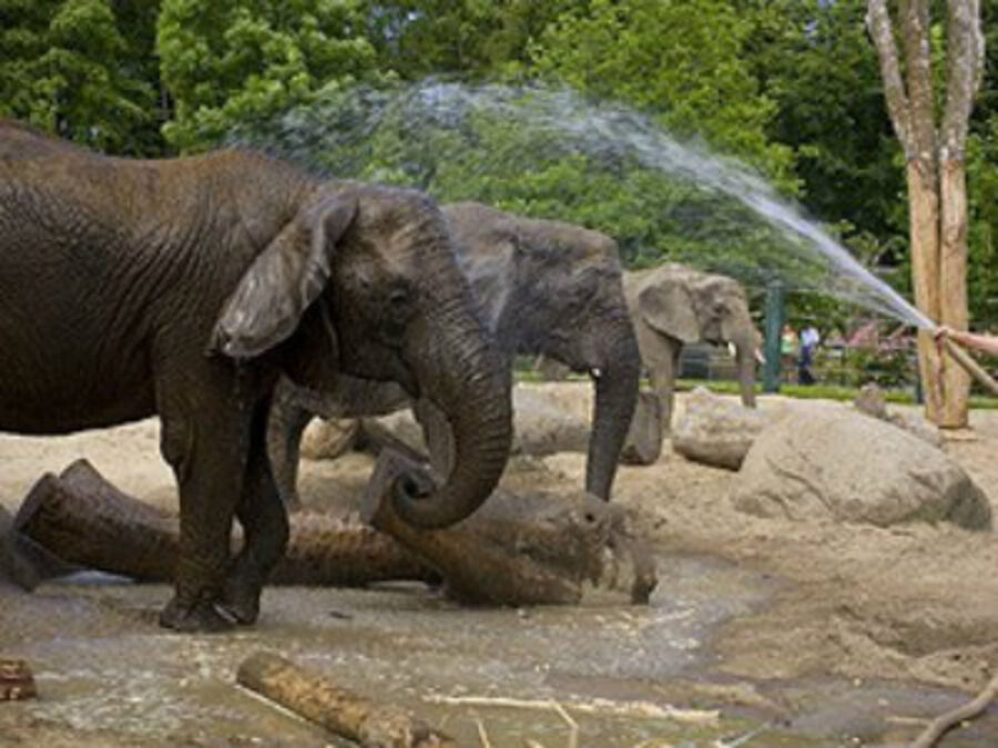  Aalborg Zoo - Paw og elefanterne
